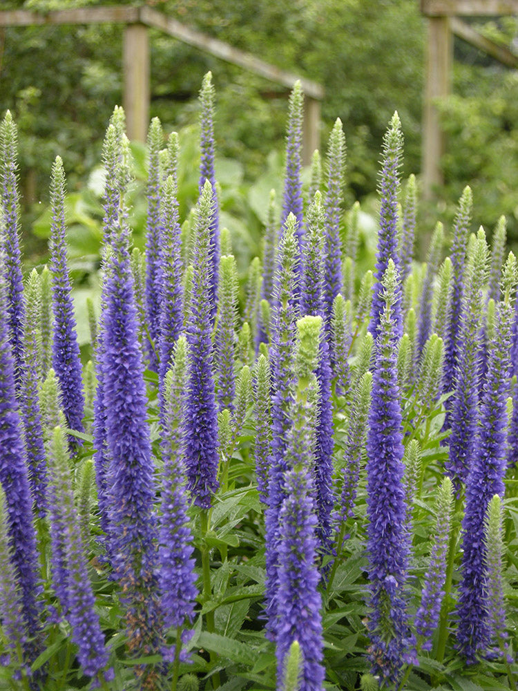 Speedwell - Sunny Border Blue, 1 Pack