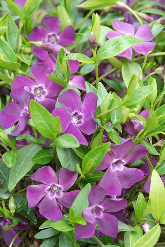 Periwinkle - Atropurpurea, 1 Pack