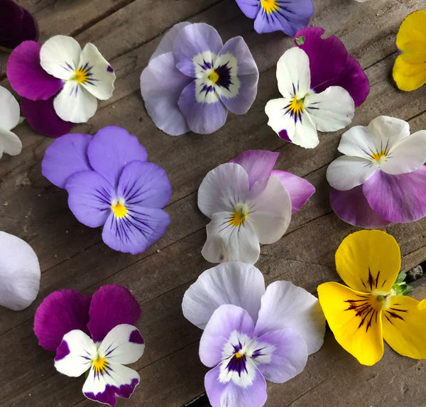 Viola Fairyland - Renee's Garden