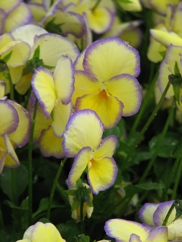 Viola - Etain, 1 Pack