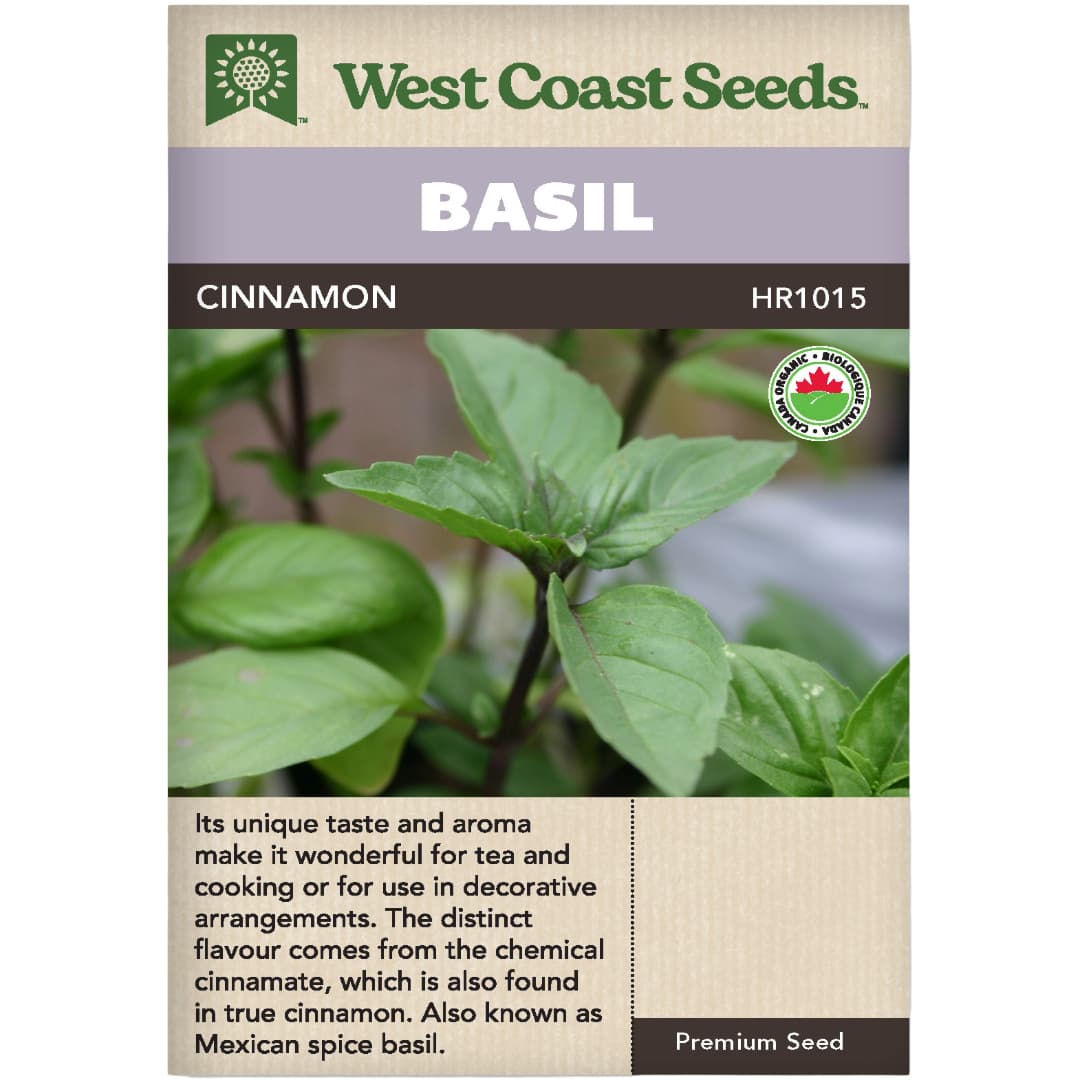 Organic Basil Cinnamon - West Coast Seeds
