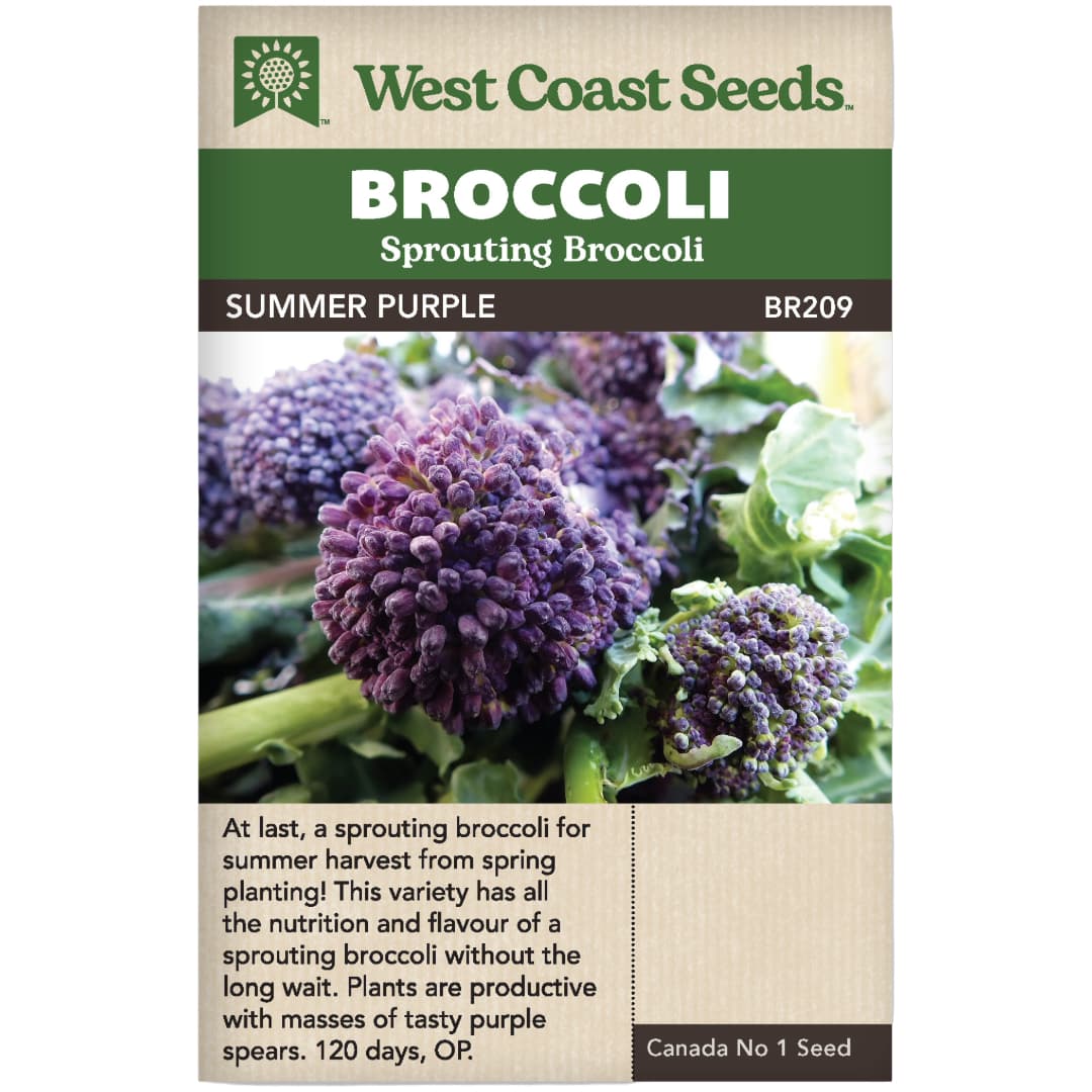 Broccoli Sprouting Summer Purple - West Coast Seeds