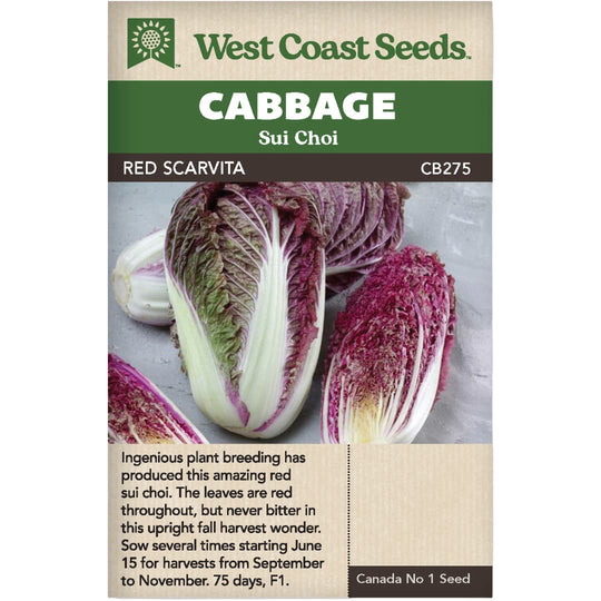 Cabbage Red Scarvita - West Coast Seeds