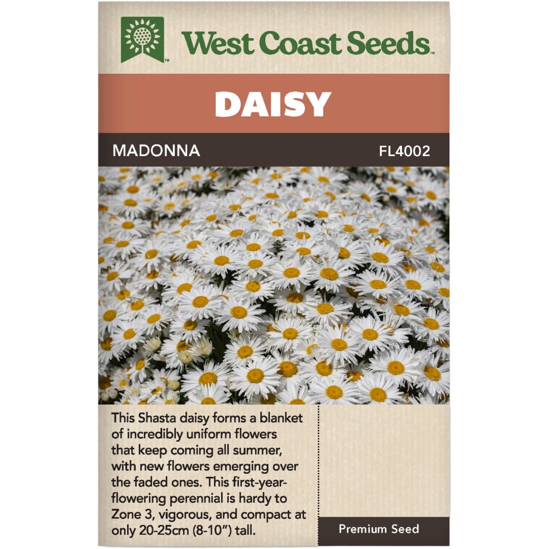 Daisy Madonna - West Coast Seeds