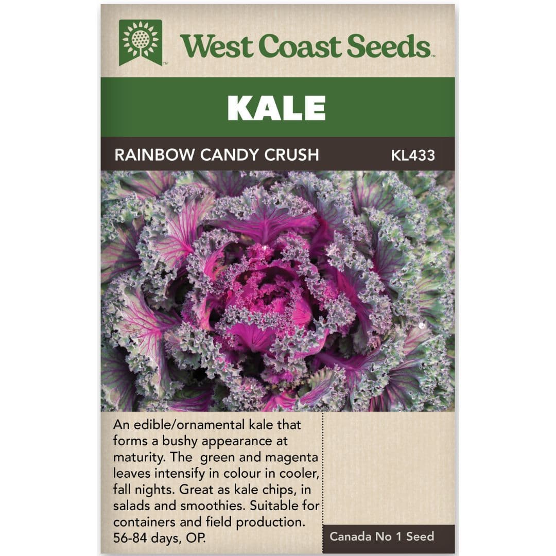 Kale Rainbow Candy Crush - West Coast Seeds