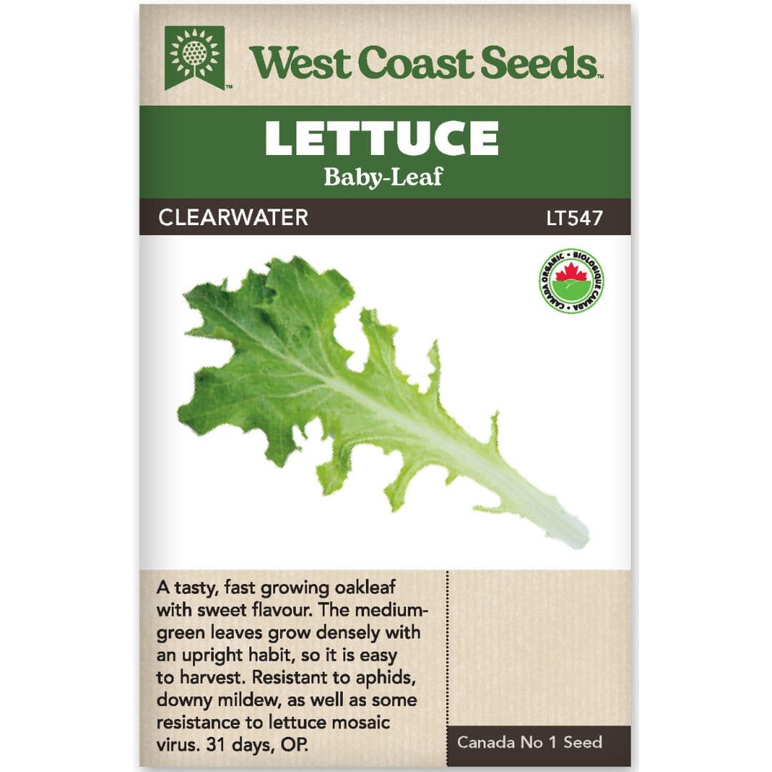 Organic Lettuce Clearwater - West Coast Seeds