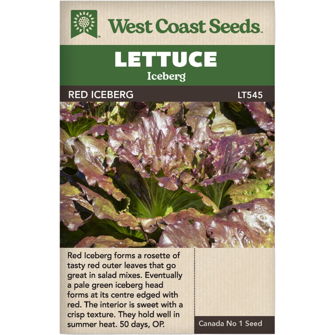 Lettuce Red Iceberg - West Coast Seeds