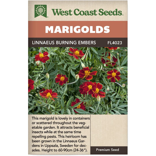 Marigold Linnaeus Burning Embers - West Coast Seeds