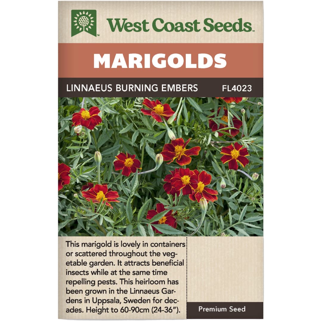 Marigold Linnaeus Burning Embers - West Coast Seeds