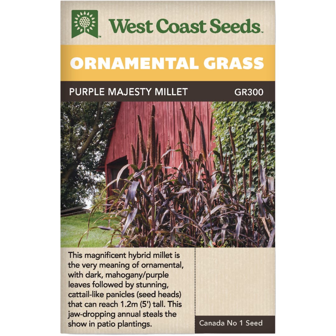 Ornamental Grass Purple Majesty - West Coast Seeds