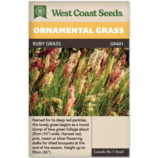 Ornamental Grass Ruby - West Coast Seeds