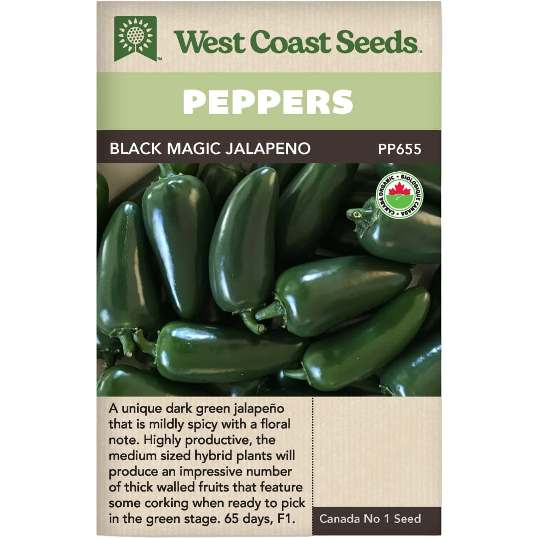 Organic Pepper Black Magic Jalapeno - West Coast Seeds
