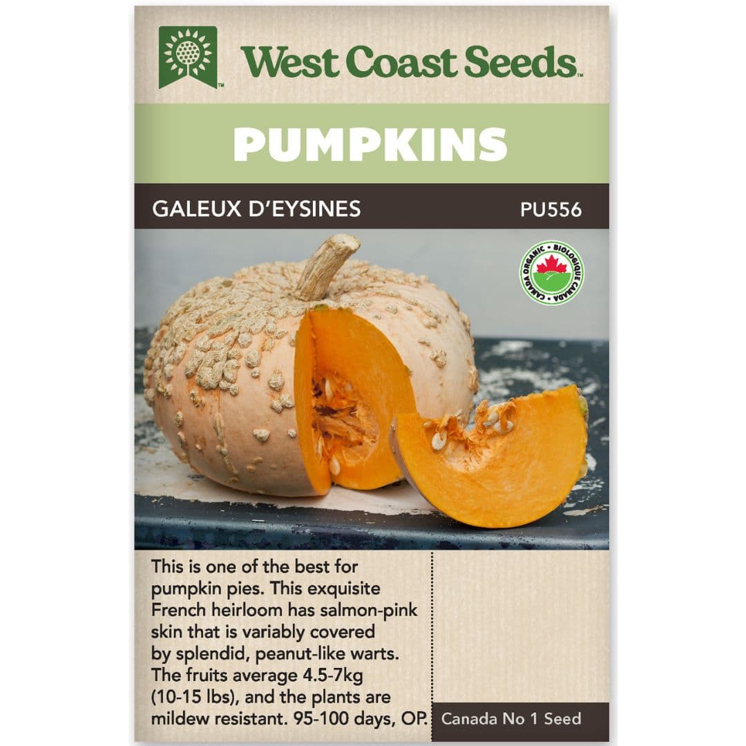 Organic Pumpkin Galeux d'Eysines - West Coast Seeds
