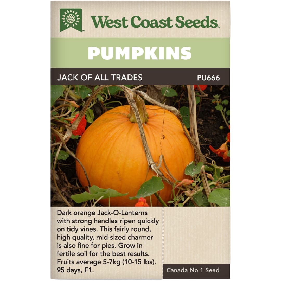 Pumpkin Jack Of All Trades - West Coast Seeds