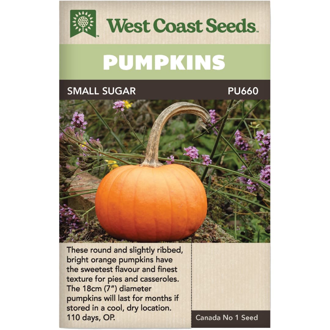 Pumpkin Small Sugar - West Coast Seeds