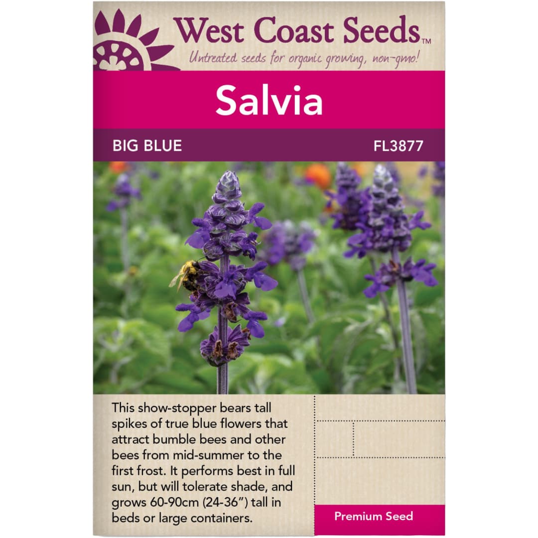 Salvia Big Blue - West Coast Seeds