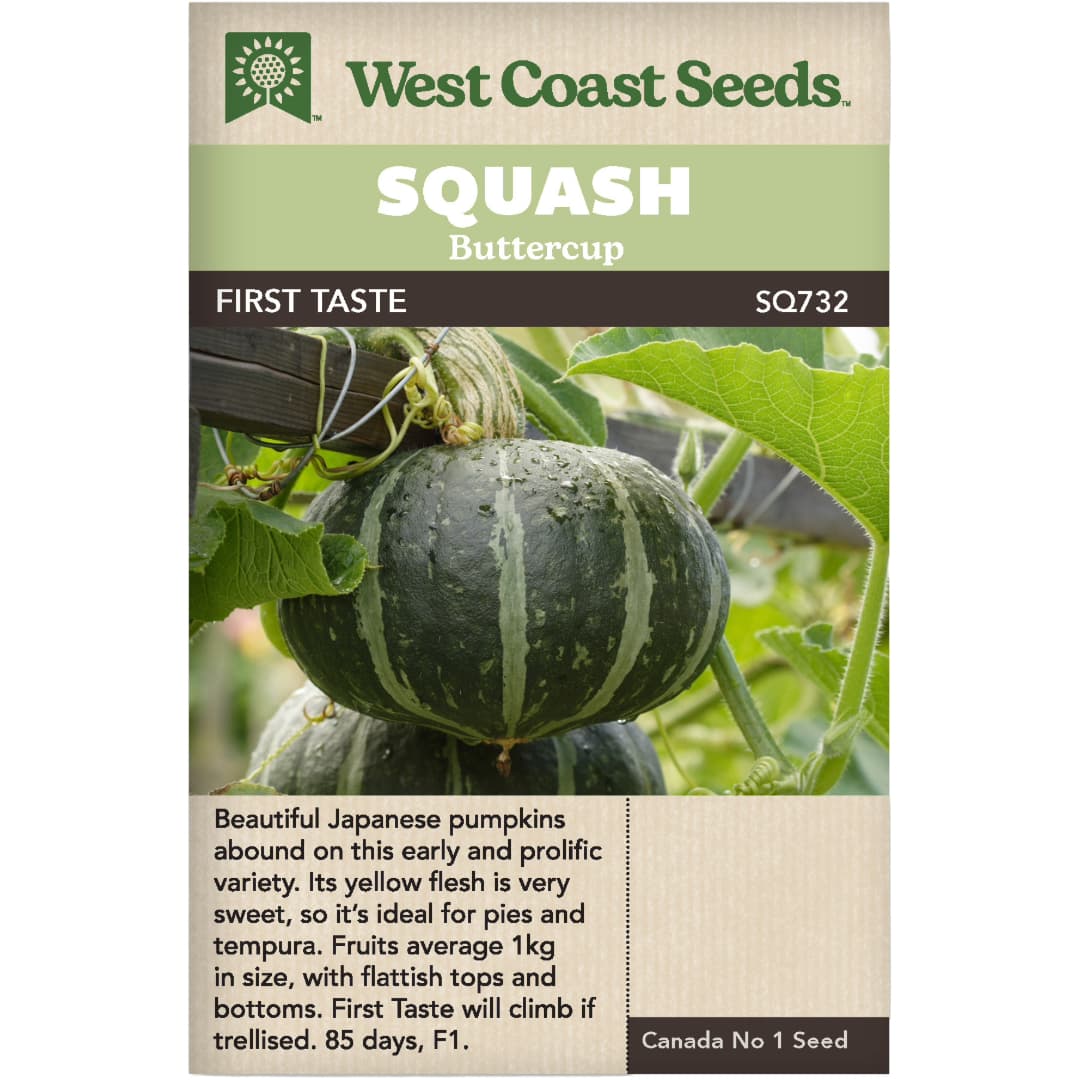 Squash First Taste Kabocha - West Coast Seeds