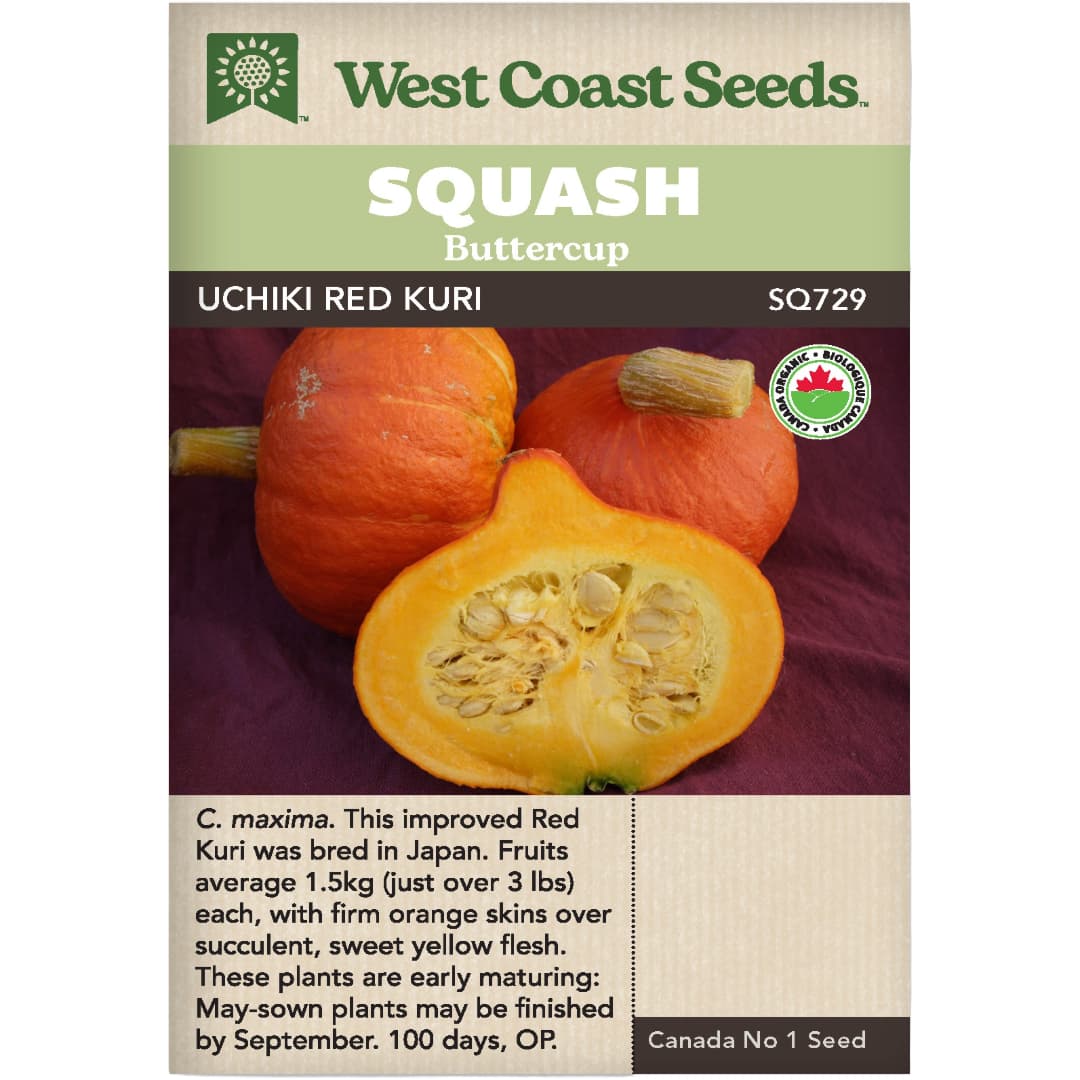 Organic Squash Uchiki Red Kuri - West Coast Seeds