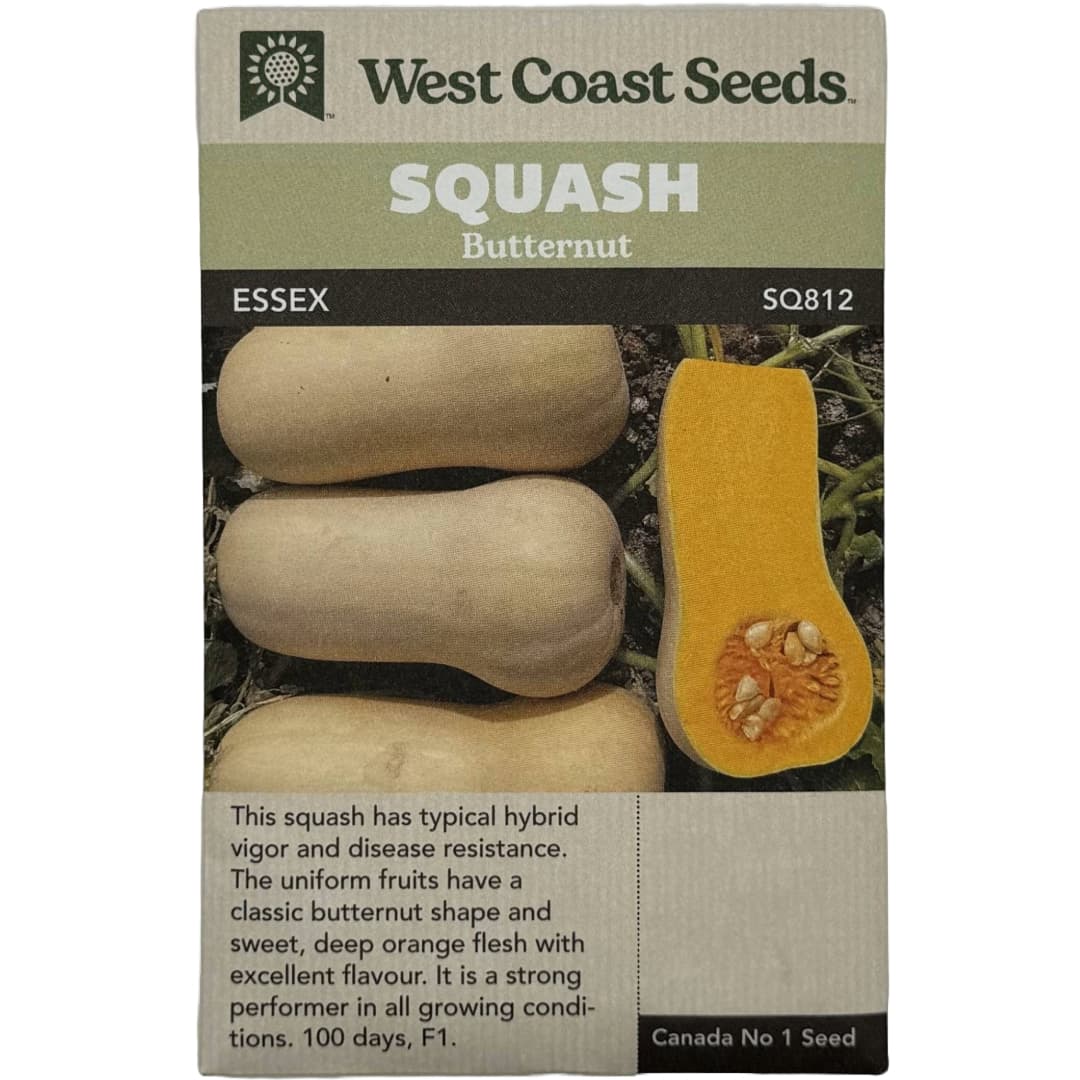 Squash Butternut Essex F1 - West Coast Seeds
