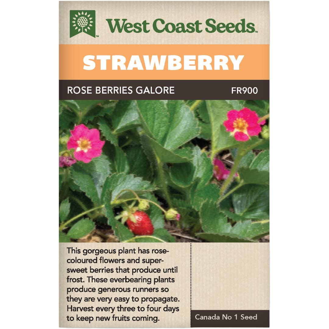 Strawberry Rose Berries Galore - West Coast Seeds