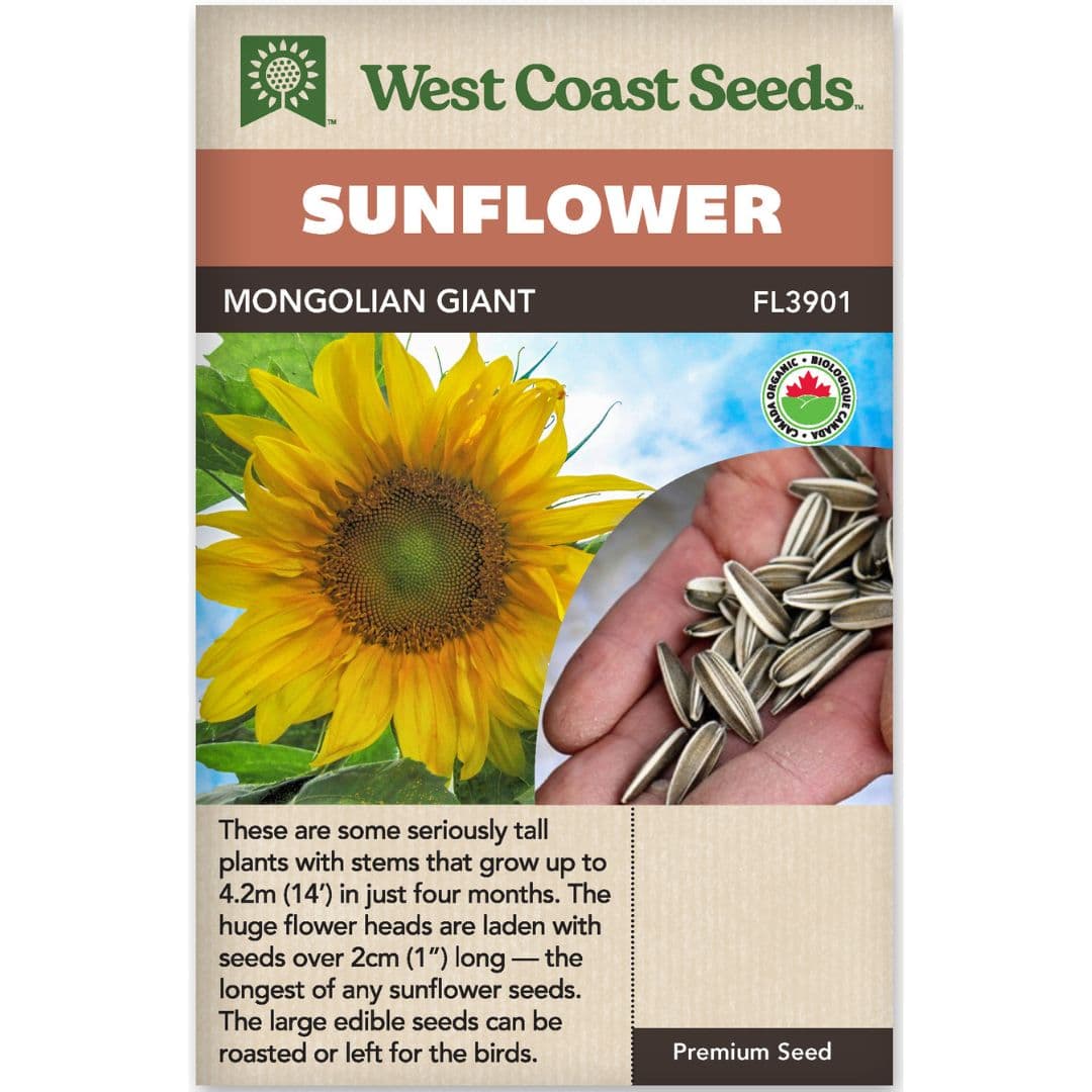 Organic Sunflower Mongolian Giant - West Coast Seeds