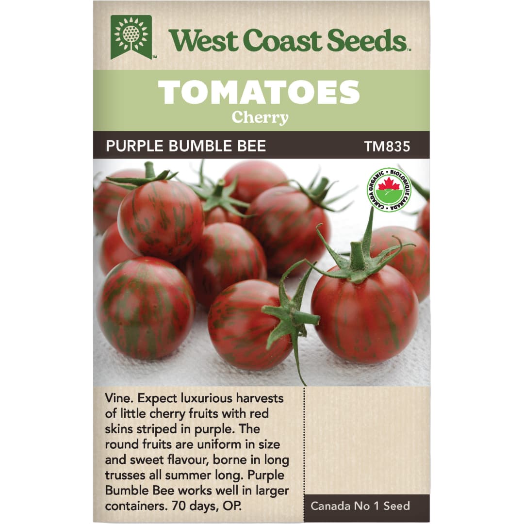 Organic Tomato Purple Bumble Bee - West Coast Seeds