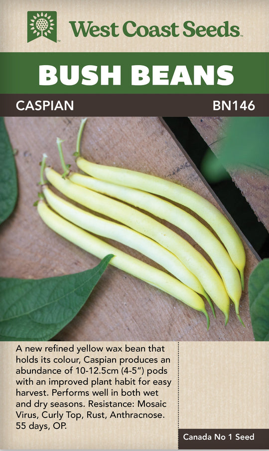Beans Caspian Bush - West Coast Seeds