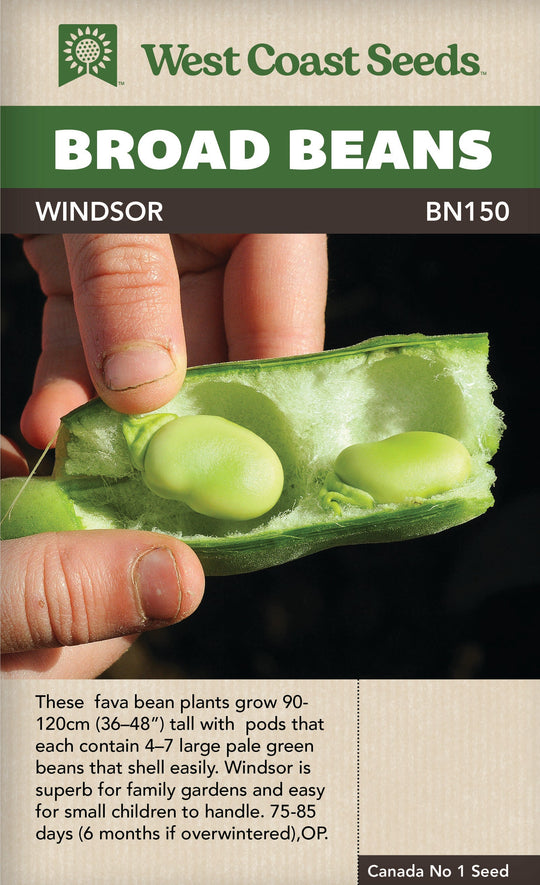 Bean Broad Windsor - West Coast Seeds