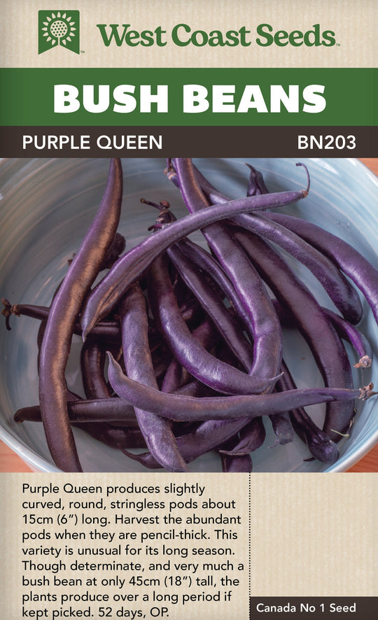 Bean Purple Queen Bush - West Coast Seeds