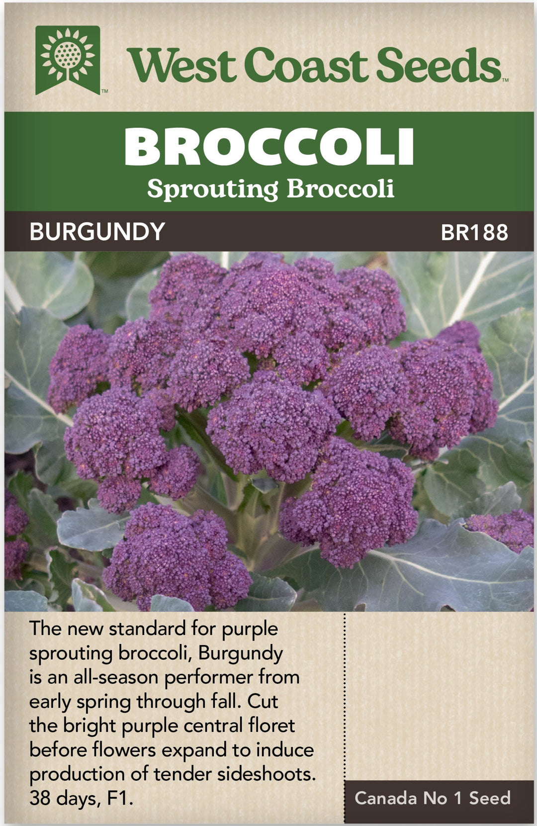 Broccoli Burgundy Sprouting - West Coast Seeds