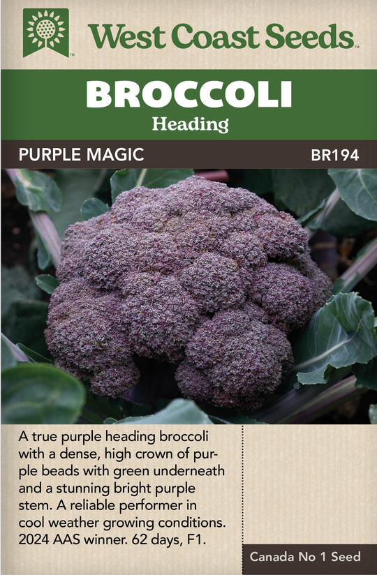 Broccoli  Purple Magic - West Coast Seeds