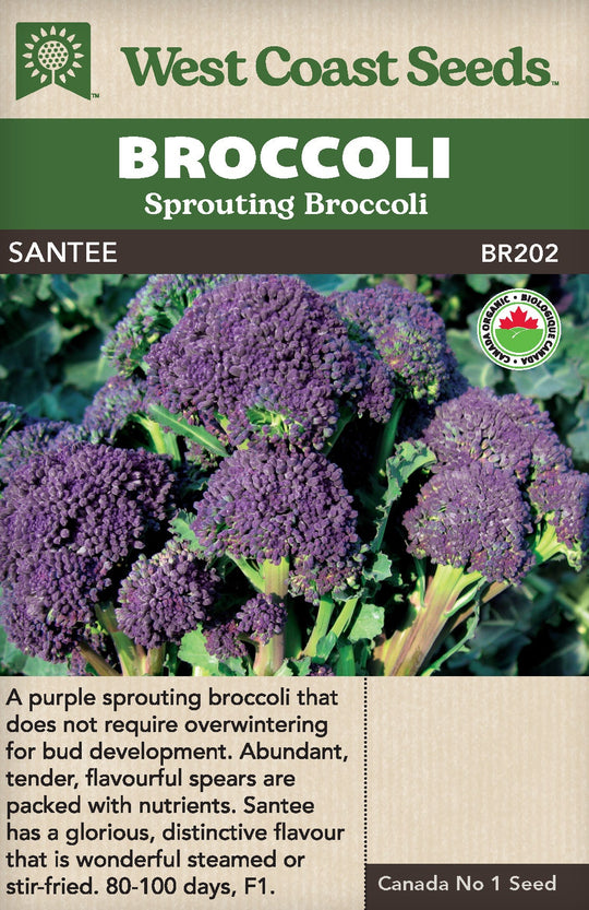 Organic Broccoli Santee Coated - West Coast Seeds