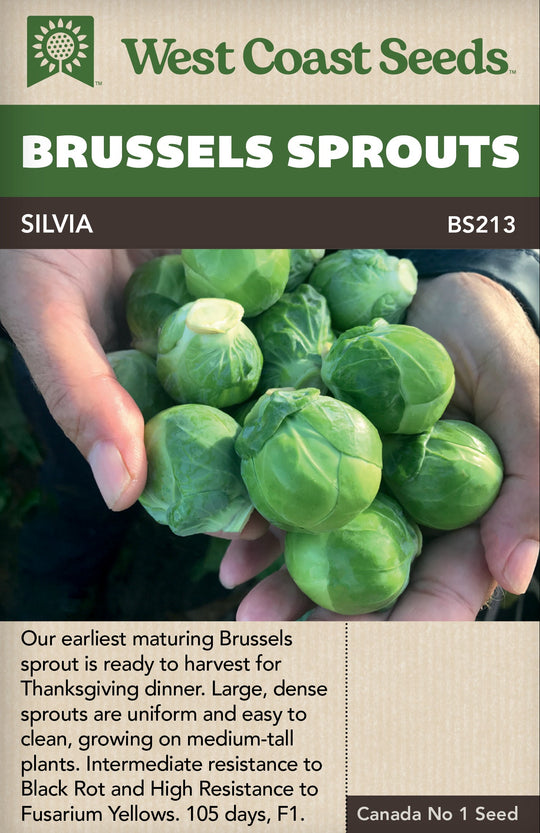 Brussels Sprouts Silvia - West Coast Seeds