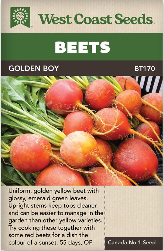 Beet Golden Boy - West Coast Seeds