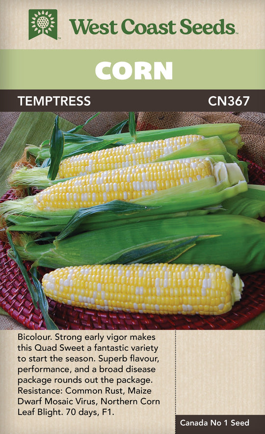 Corn Temptress - West Coast Seeds
