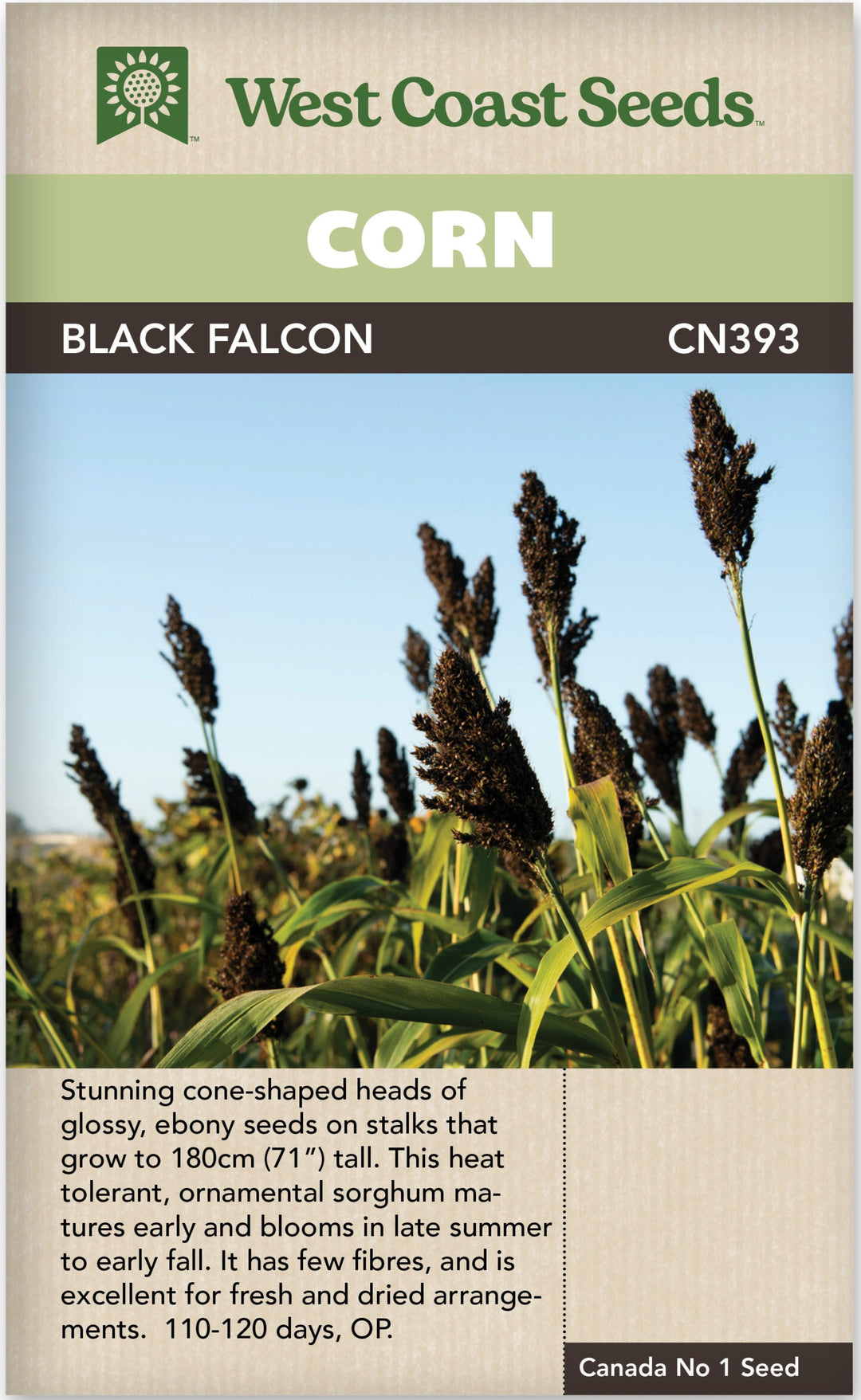 Corn Black Falcon - West Coast Seeds