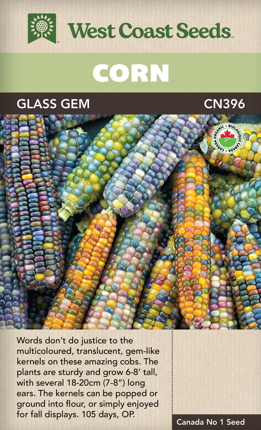Organic Corn Glass Gem - West Coast Seeds