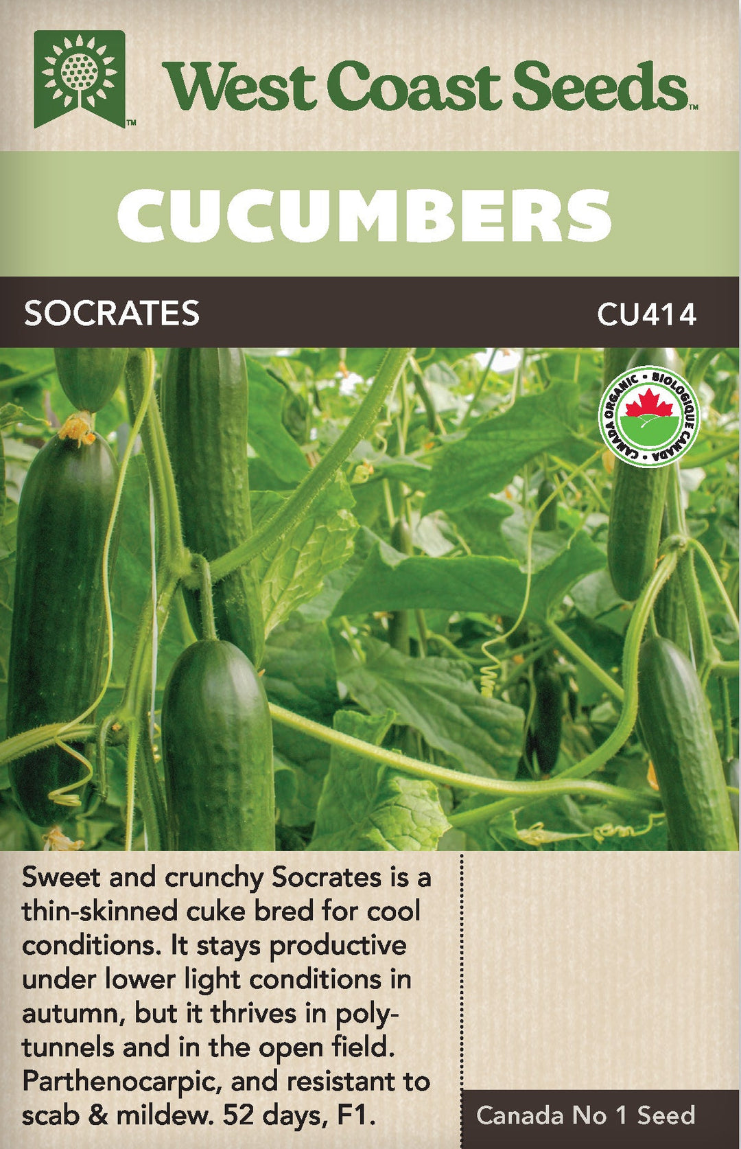 Organic Cucumbers Socrates - West Coast Seeds