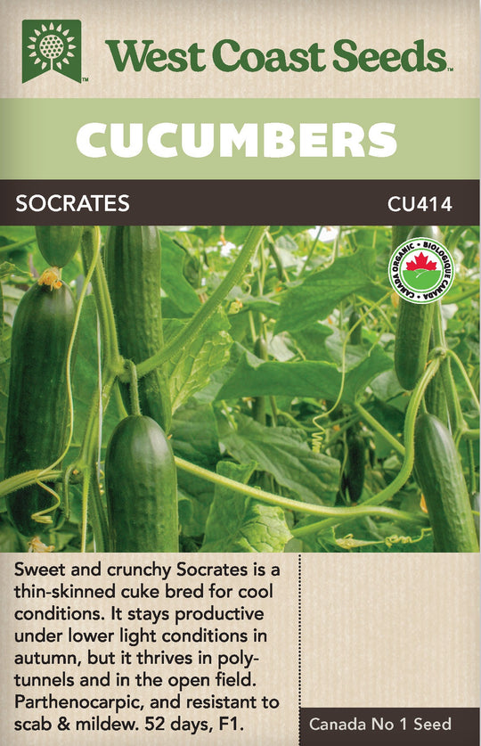 Organic Cucumbers Socrates - West Coast Seeds