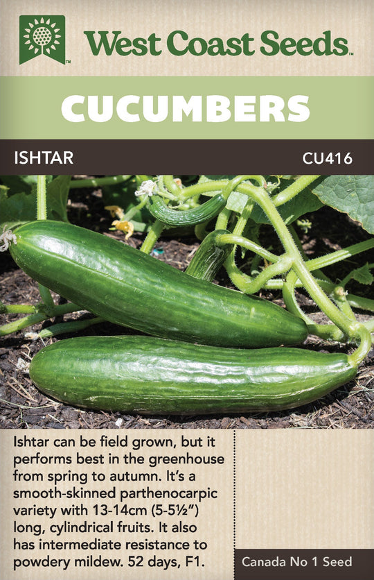 Cucumber Ishtar - West Coast Seeds