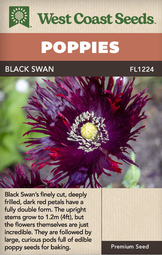 Poppy Black Swan - West Coast Seeds