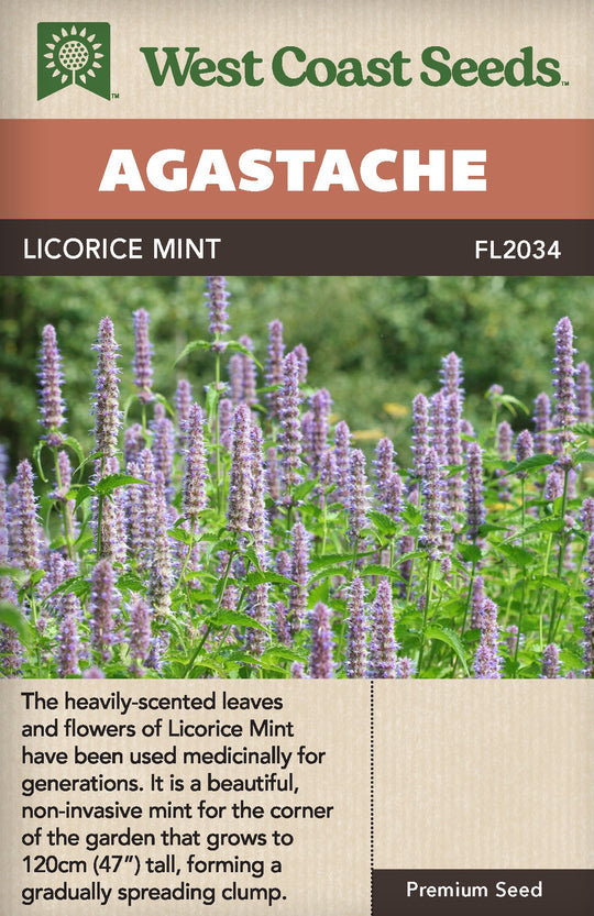 Agastache Licorice Mint - West Coast Seeds