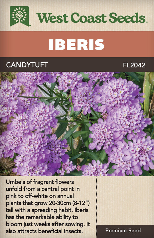 Iberis Candytuft - West Coast Seeds