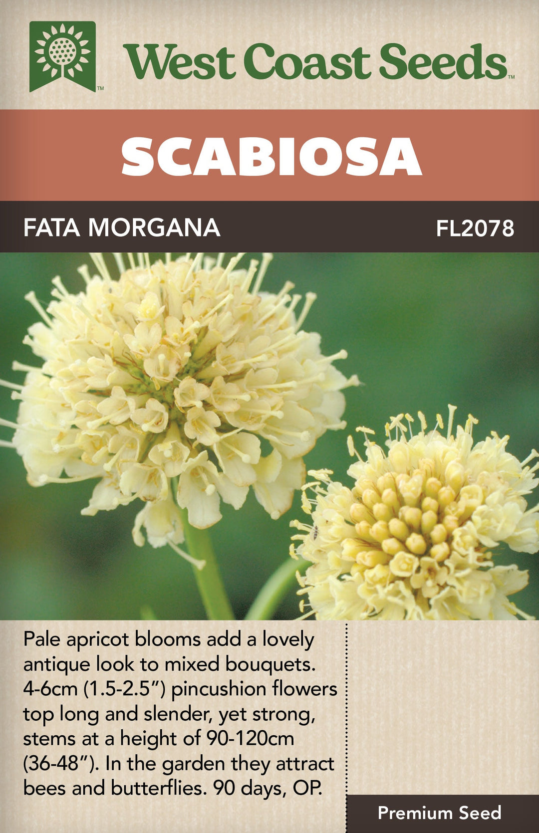 Scabiosa Fata Morgana - West Cost Seeds