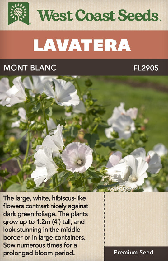Lavatera Mont Blanc - West Coast Seeds