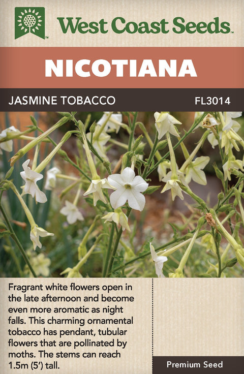 jasmine tobacco seeds NICOTIANA ALATA *free Shipping!* Tobacco, Sweet Tobacco, Winged Tobacco, Persian Seeds BULK This special trait makes it a perfect addition to nighttime gardens Jasmine Scented Nicotiana