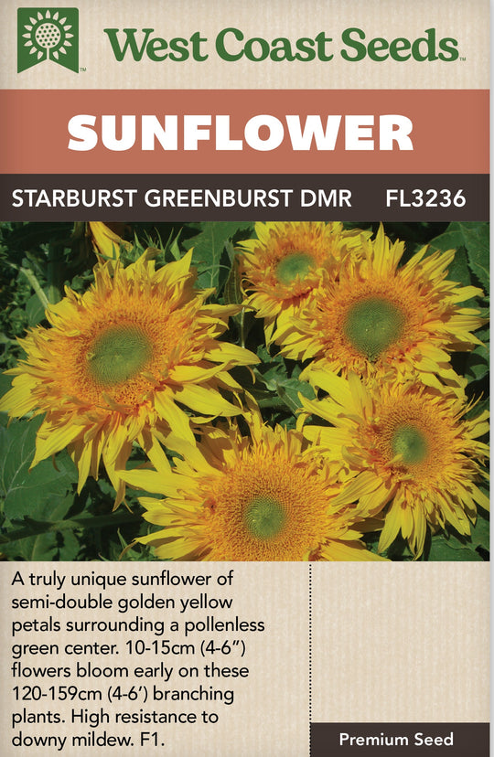 Sunflower Starburst Greenburst - West Coast Seeds