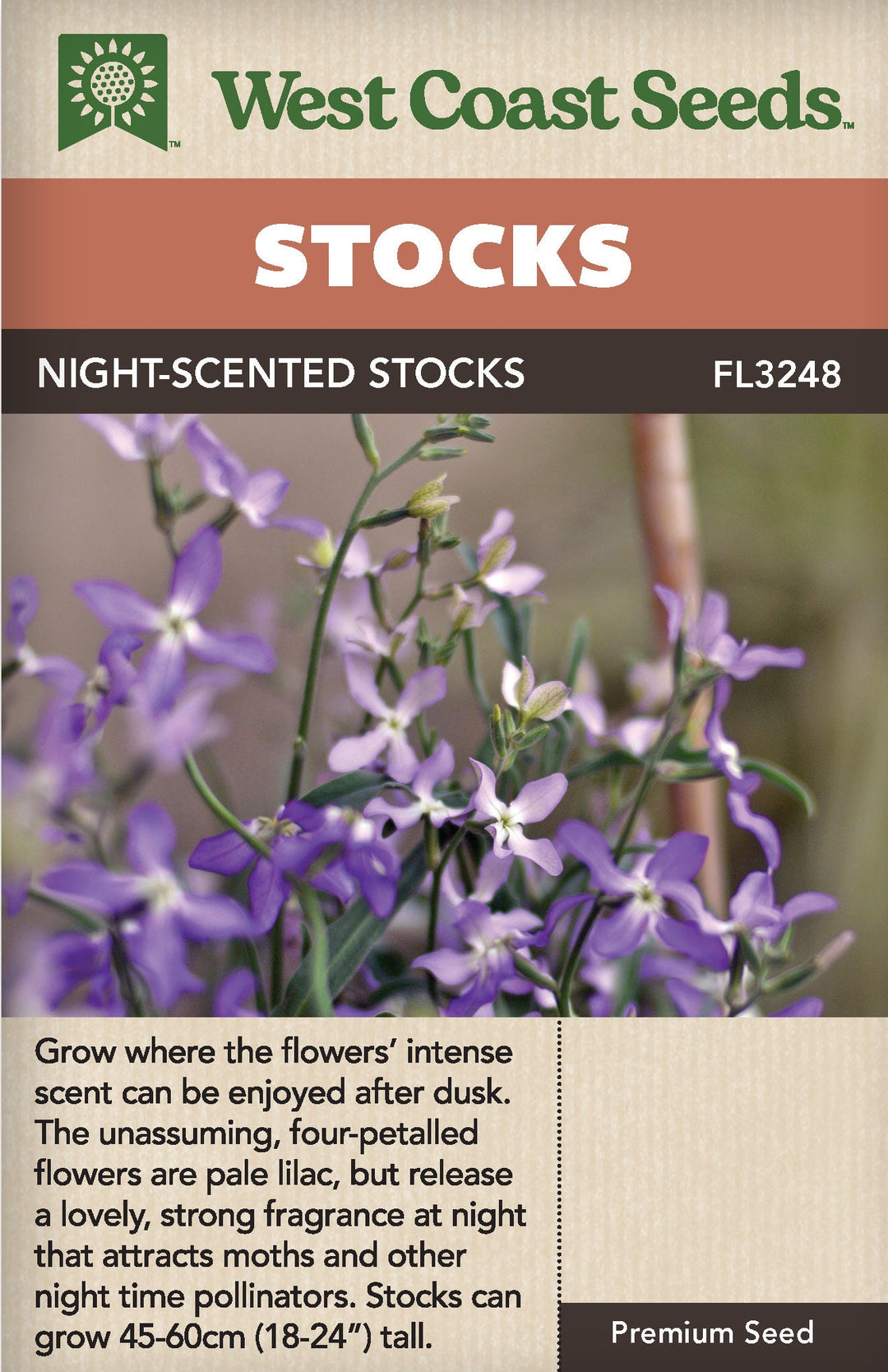 Stocks Night Scented - West Coast Seeds