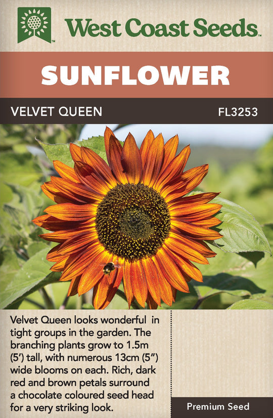 Sunflower Velvet Queen - West Coast Seeds