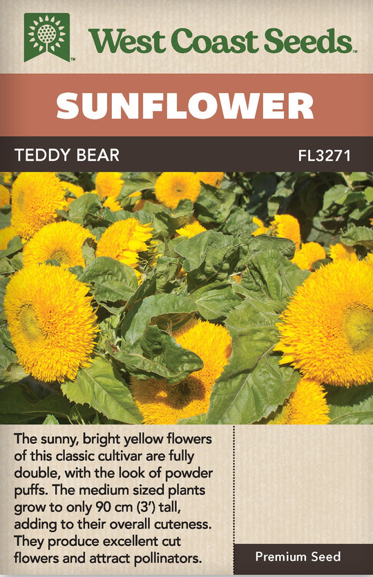 Sunflower Teddy Bear - West Coast Seeds
